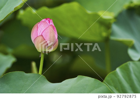 初夏の公園の池に咲く蓮の花 92792875
