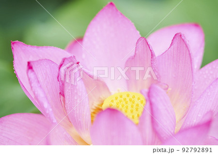 初夏の公園の池に咲く蓮の花 初夏の公園の池に咲く蓮の花 92792891