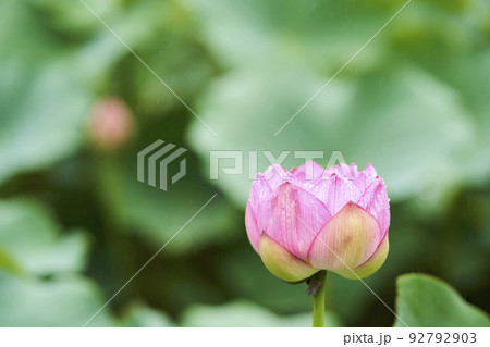 初夏の公園の池に咲く蓮の花 92792903