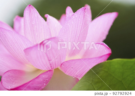 初夏の公園の池に咲く蓮の花 初夏の公園の池に咲く蓮の花 92792924