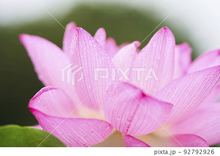初夏の公園の池に咲く蓮の花 初夏の公園の池に咲く蓮の花 92792926
