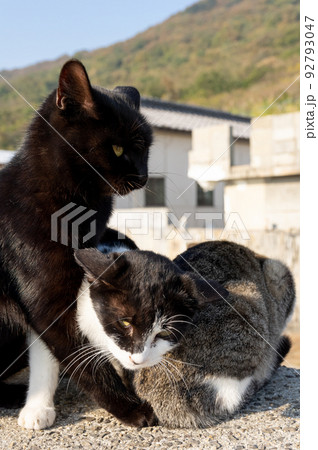 くつろぐ猫たち くつろぐ猫たち 92793047