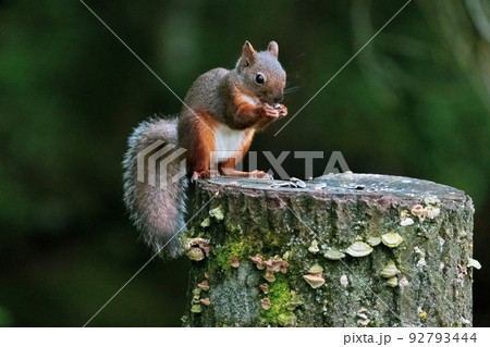 餌を食べる野生のリス 92793444