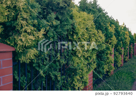 house fencing made of picket fence and thuja, branches passing over the fence house fencing made of picket fence and thuja, branches passing over the fence 92793640
