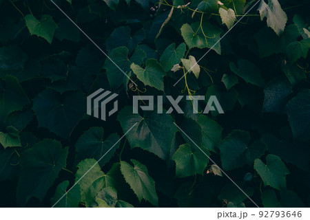 Dark green foliage, Green leaves background. Dark green foliage, Green leaves background. 92793646