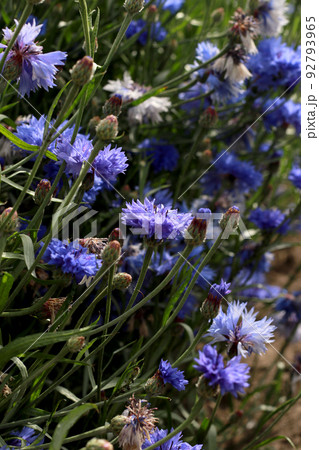 blue wild cornflowers 92793965