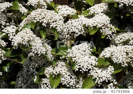 小さな花が集まって咲くハクサンボクの白い花 92793966