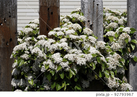 小さな花が集まって咲くハクサンボクの白い花 92793967