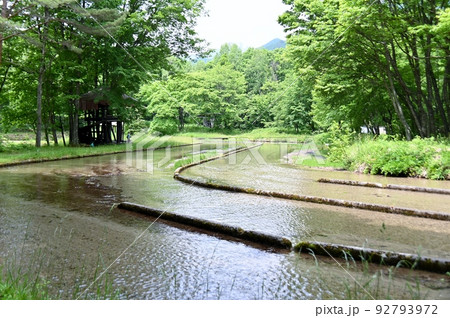 わっぱら温水路　ぬるめ 92793972