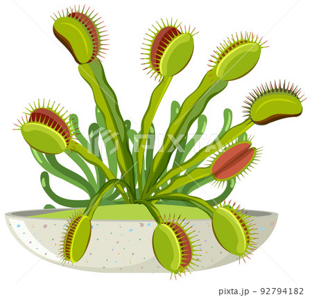 Venus flytrap carnivorous plant  and insect 92794182