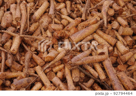 ナガイモの残渣 92794464