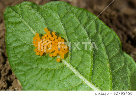 Colorado potato beetle eggs eat potato leaves, Leptinotarsa decemlineata Colorado potato beetle eggs eat potato leaves, Leptinotarsa decemlineata 92795450