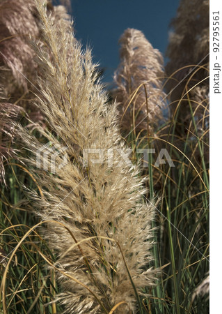 pampas grass, fluffy yellow and pink inflorescences of Cortaderia 92795561