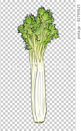 筆劃風格芹菜 筆劃風格芹菜 92795625