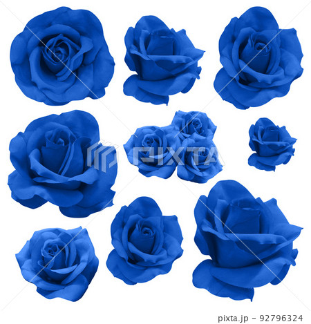 eleven blue rose flowers on white background, nature, valentine, decor, love, object 92796324