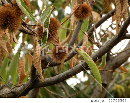 栗の木　実成る 92796545