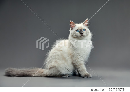 Portrait of a little white kitty on gray background, nice little kitten with big eyes , copy space Portrait of a little white kitty on gray background, nice little kitten with big eyes , copy space 92796754