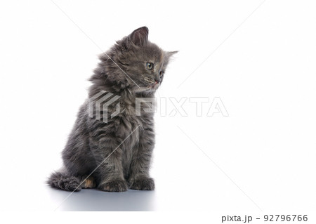 Cute and adorable grey kitten cat against a white background Cute and adorable grey kitten cat against a white background 92796766