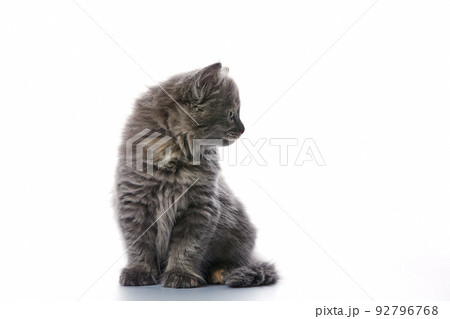 Cute and adorable grey kitten cat against a white background Cute and adorable grey kitten cat against a white background 92796768