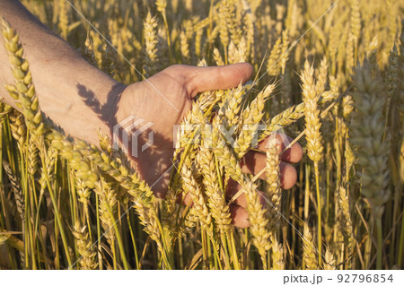 Close-up farmer's hands hold ears of wheat, rye in a wheat, rye field. A man's hand holds ripe ears of cereals on a blurred background of a grain field. View from above. Harvest concept. Close-up farmer's hands hold ears of wheat, rye in a wheat, rye field. A man's hand holds ripe ears of cereals on a blurred background of a grain field. View from above. Harvest concept. 92796854