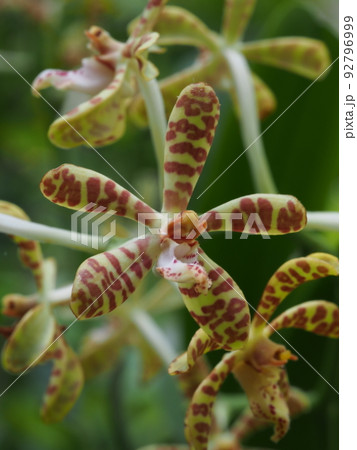 イリオモテラン(ニュウメンラン)の花 Trichoglottis ionosma イリオモテラン(ニュウメンラン)の花 Trichoglottis ionosma 92796999