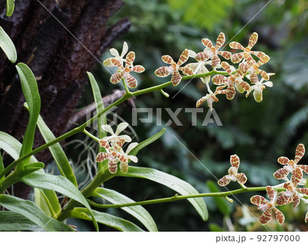 イリオモテラン（ニュウメンラン）の花 Trichoglottis ionosmaの写真素材 [92797000] - PIXTA