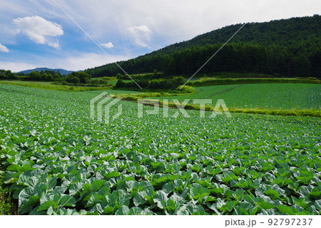日本一の出荷量を誇る嬬恋村のキャベツ畑【群馬県】 92797237