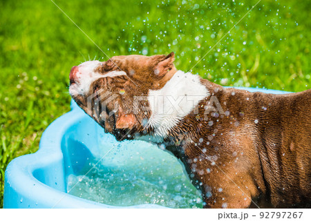 American Bully dog is swimming in pool 92797267