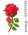 vector realistic rose flower art 92797356