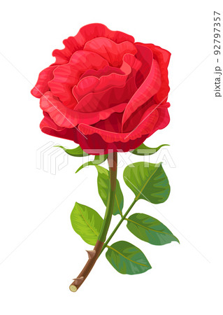 vector realistic rose flower art 92797357