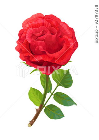 vector realistic rose flower art 92797358