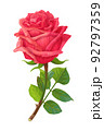 vector realistic rose flower art 92797359