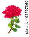 vector realistic rose flower art 92797360