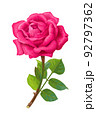 vector realistic rose flower art 92797362