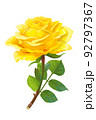 vector realistic rose flower art 92797367