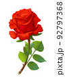 vector realistic rose flower art 92797368