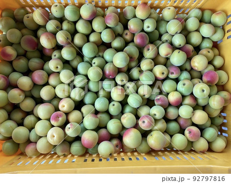 山形のとれたて青梅 92797816