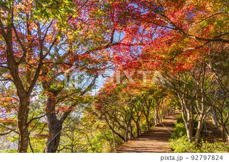 （静岡県）美しい紅葉　葛城山・ボードウォーク 92797824