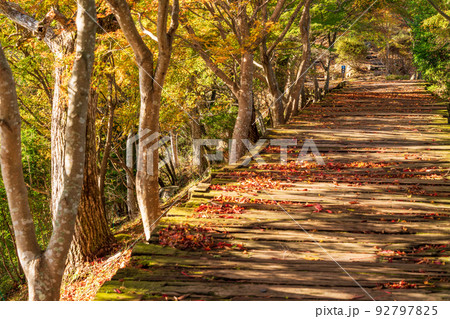 （静岡県）美しい紅葉　葛城山・ボードウォーク 92797825