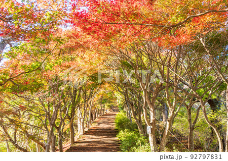 (静岡県)美しい紅葉 葛城山・ボードウォーク (静岡県)美しい紅葉 葛城山・ボードウォーク 92797831