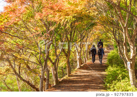 (静岡県)美しい紅葉 葛城山・ボードウォーク (静岡県)美しい紅葉 葛城山・ボードウォーク 92797835