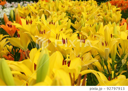 新潟県魚沼市堀之内　魚沼特産のユリが咲く月岡公園花広場　黄色の百合の品種セベネス 92797913