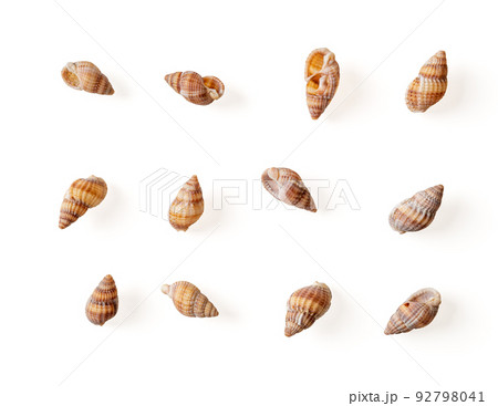 Set of netted dog whelk empty shells isolated on a white background. 92798041