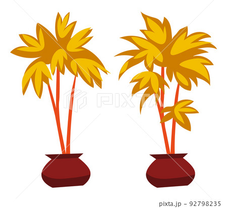Decorative House Plant Palm in Flower Pot Vector Decorative House Plant Palm in Flower Pot Vector 92798235