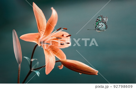 Coral pink lily flowers and flying butterfly on spring background Coral pink lily flowers and flying butterfly on spring background 92798609