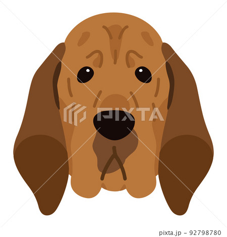 シンプルで可愛いブラッドハウンドの正面顔のイラスト　主線なし 92798780