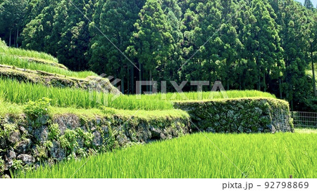 深緑に映える棚田の青田［四谷千枚田/愛知県新城市］ 92798869