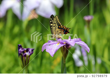 新潟県南魚沼市小栗山　上の原公園内菖蒲園の花しょうぶとアゲハ蝶 92798979