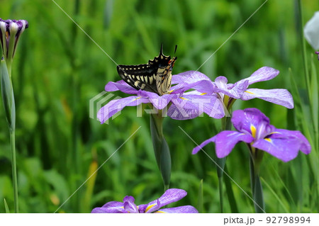 新潟県南魚沼市小栗山 上の原公園内菖蒲園の花しょうぶとアゲハ蝶 新潟県南魚沼市小栗山 上の原公園内菖蒲園の花しょうぶとアゲハ蝶 92798994