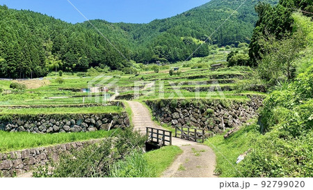 青空と深緑に映える棚田の青田［四谷千枚田/愛知県新城市］ 92799020